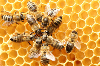 Dieses Bild zeigt Bienen und eine Bienenwabe.