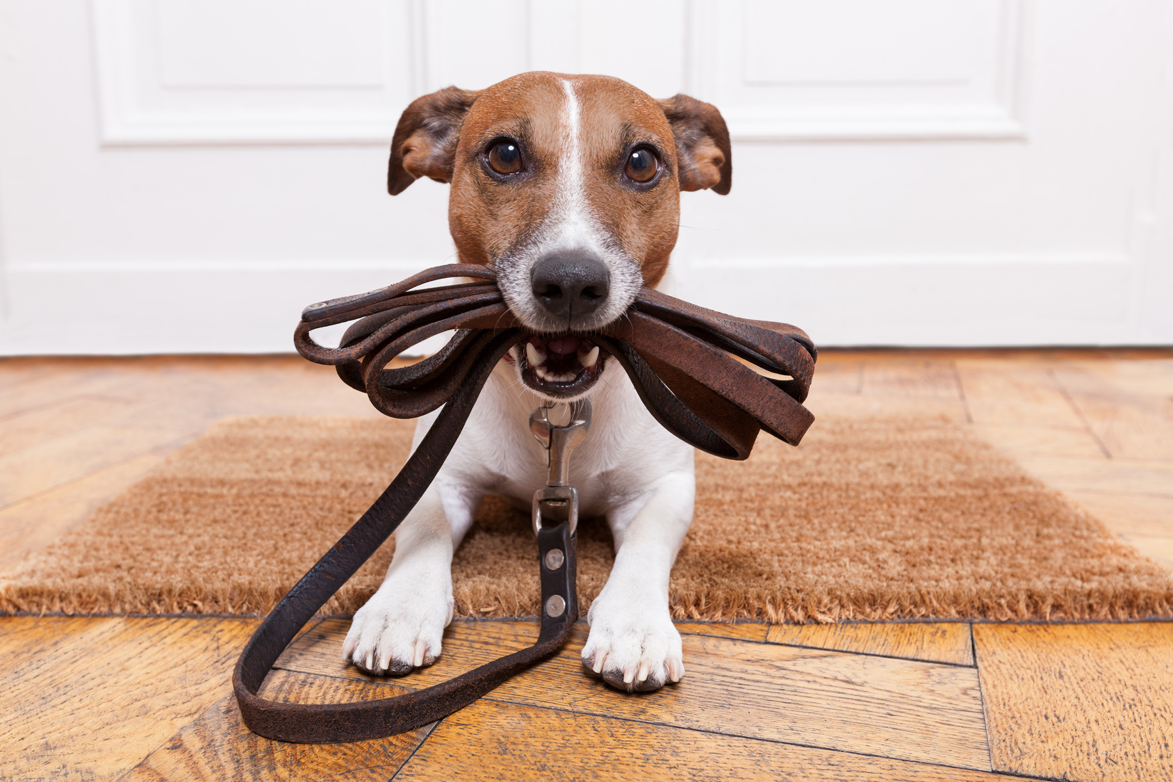 Hundekot: Bitte immer einsammeln und entsorgen!