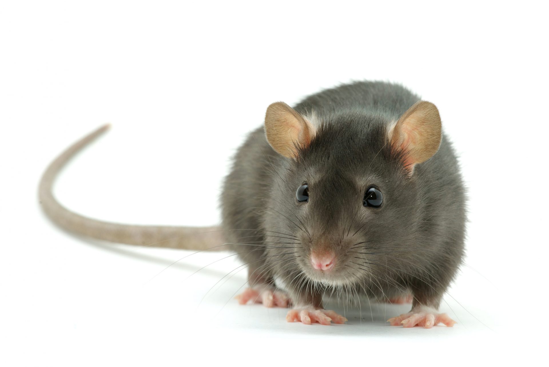 Ratten im Garten vermeiden