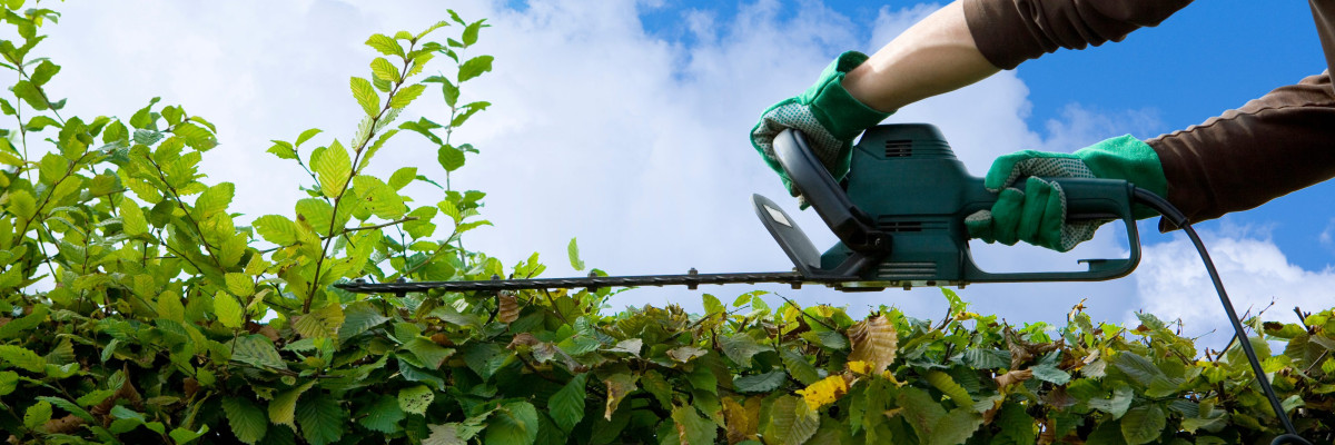 jemanden beim Hecke schneiden