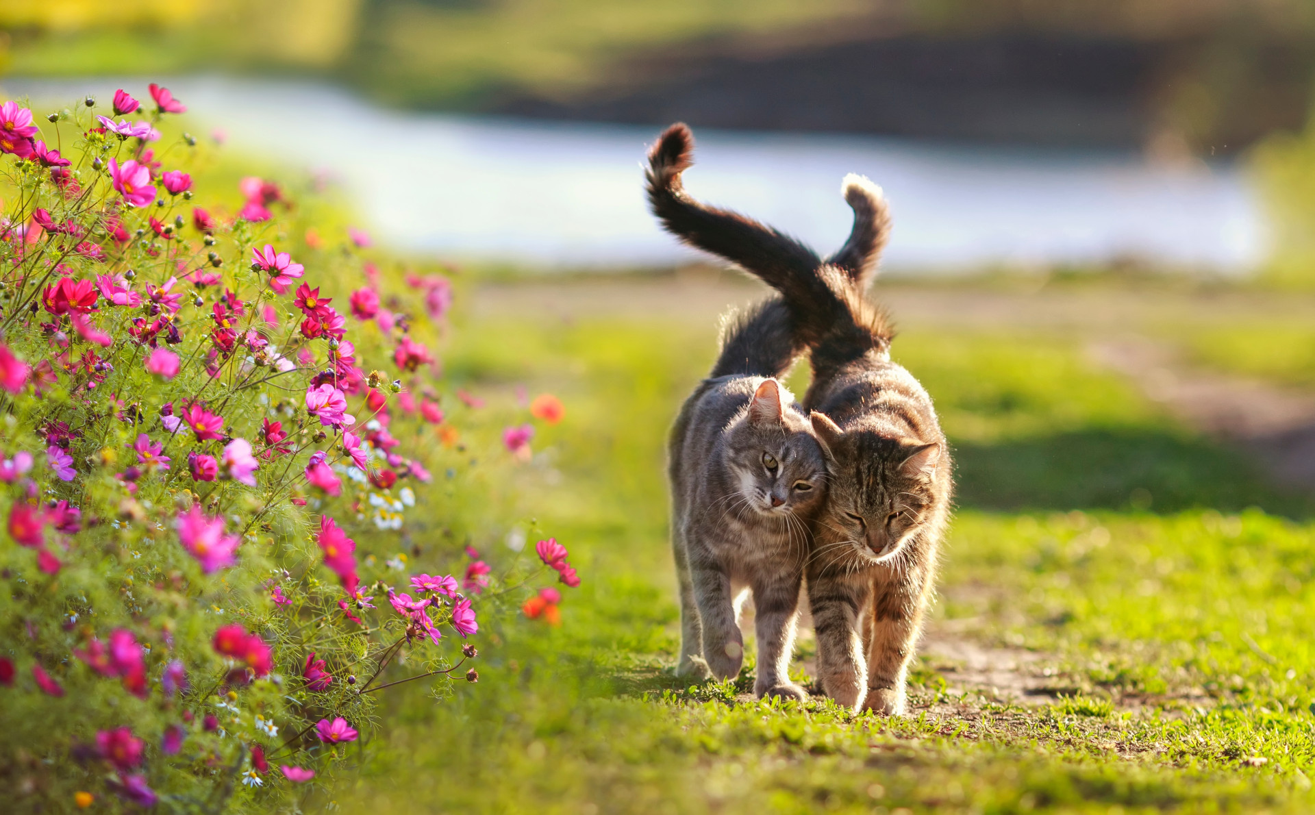Verpflichtende Kastration von Katzen mit Zugang ins Freie